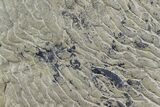 Pennsylvanian, Fossil Microbial Mat - Oklahoma #77906-1